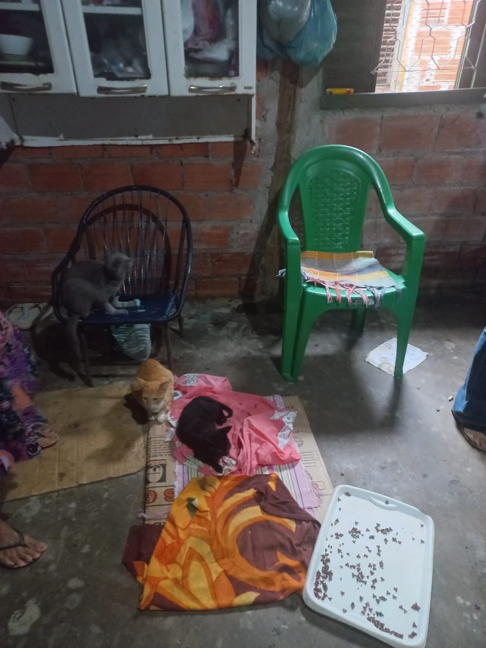 Gatos estavam doentes e com fome, segundo protetoras — Foto: Divulgação/Evelyn da Frota/arquivo pessoal