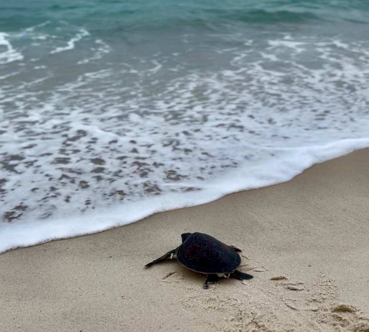 Tartaruga-verde reabilitada é devolvida ao mar durante ação ambiental em Saquarema