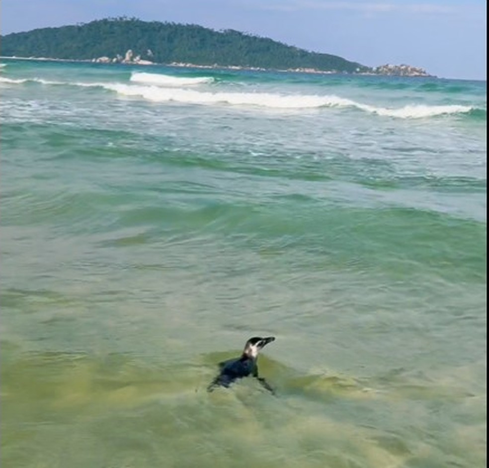 Pinguim nada na Praia do Campeche, em Florianópolis — Foto: Reprodução/Ben Fuller