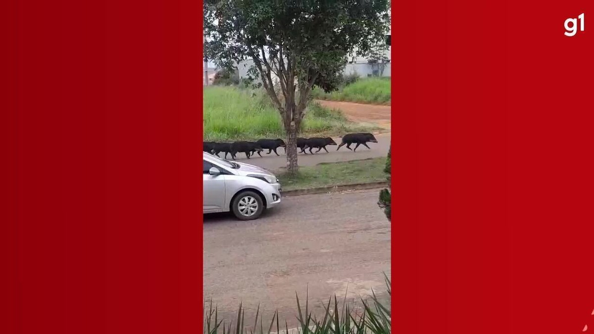 Família de porcos-do-mato é flagrada 'passeando' pelas ruas de Cacoal, RO