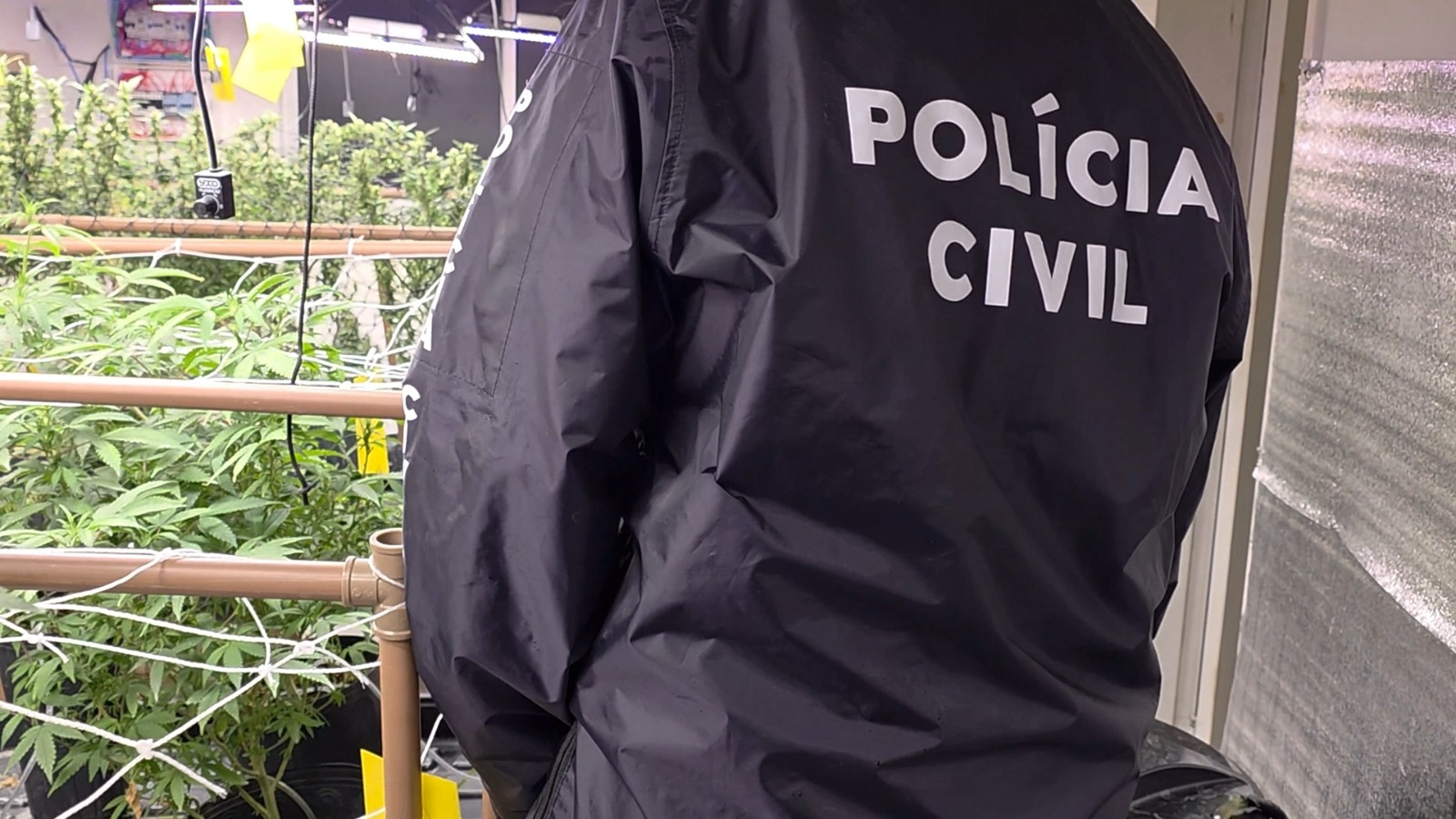 Polícia desativa laboratório de maconha e prende quatro suspeitos