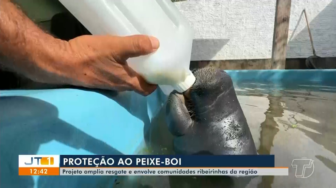 Projeto amplia resgate de peixes-bois e envolve ribeirinhos no oeste do Pará