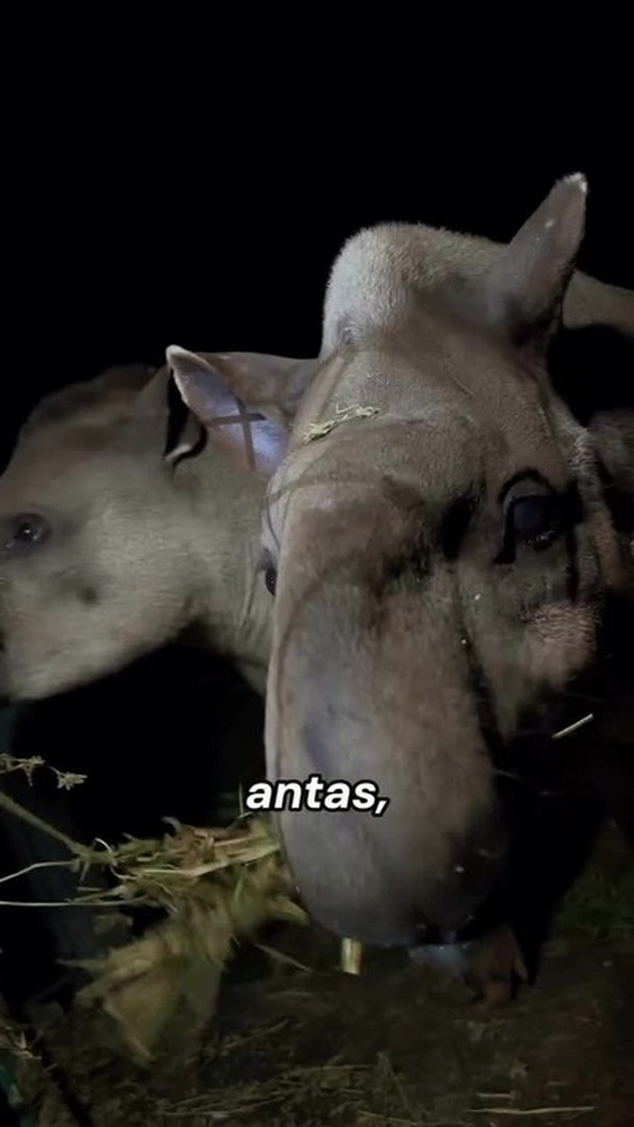 Visitas noturnas no Zoo de Brasília estão com inscrições abertas; veja como participar