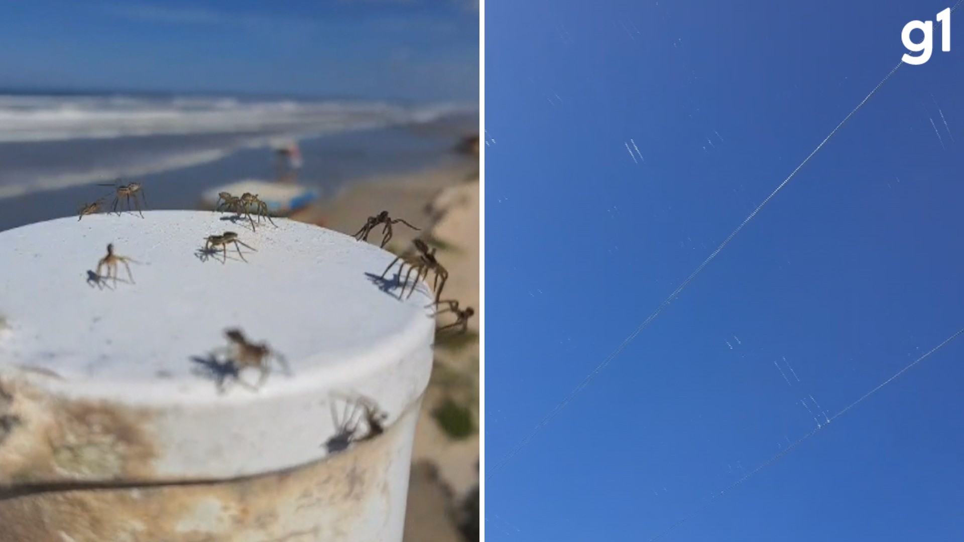 Infestação de aranhas deixa fios elétricos cobertos de teias em Capão da Canoa, relatam moradores