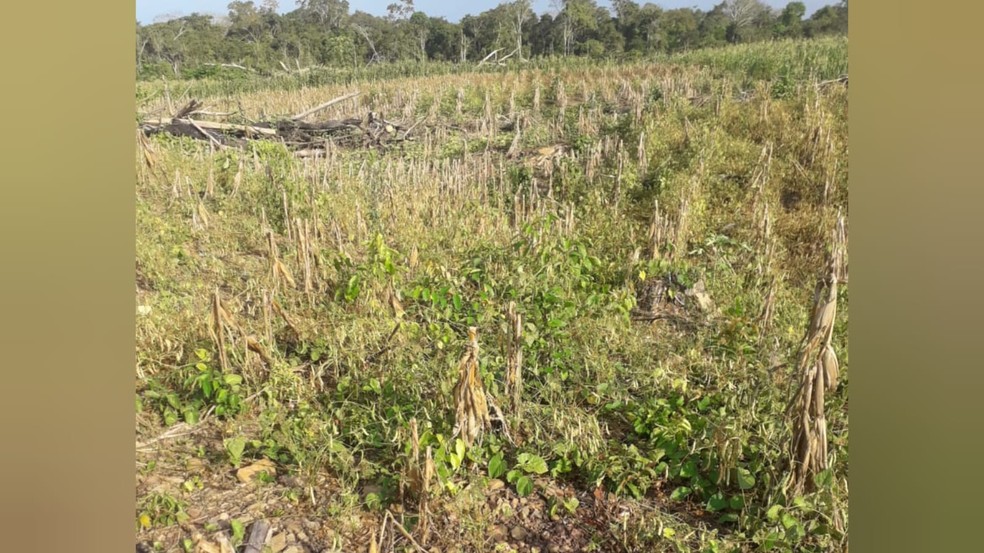 Plantações morrem com a aplicação agrotóxico em outra propriedade   — Foto: Divulgação