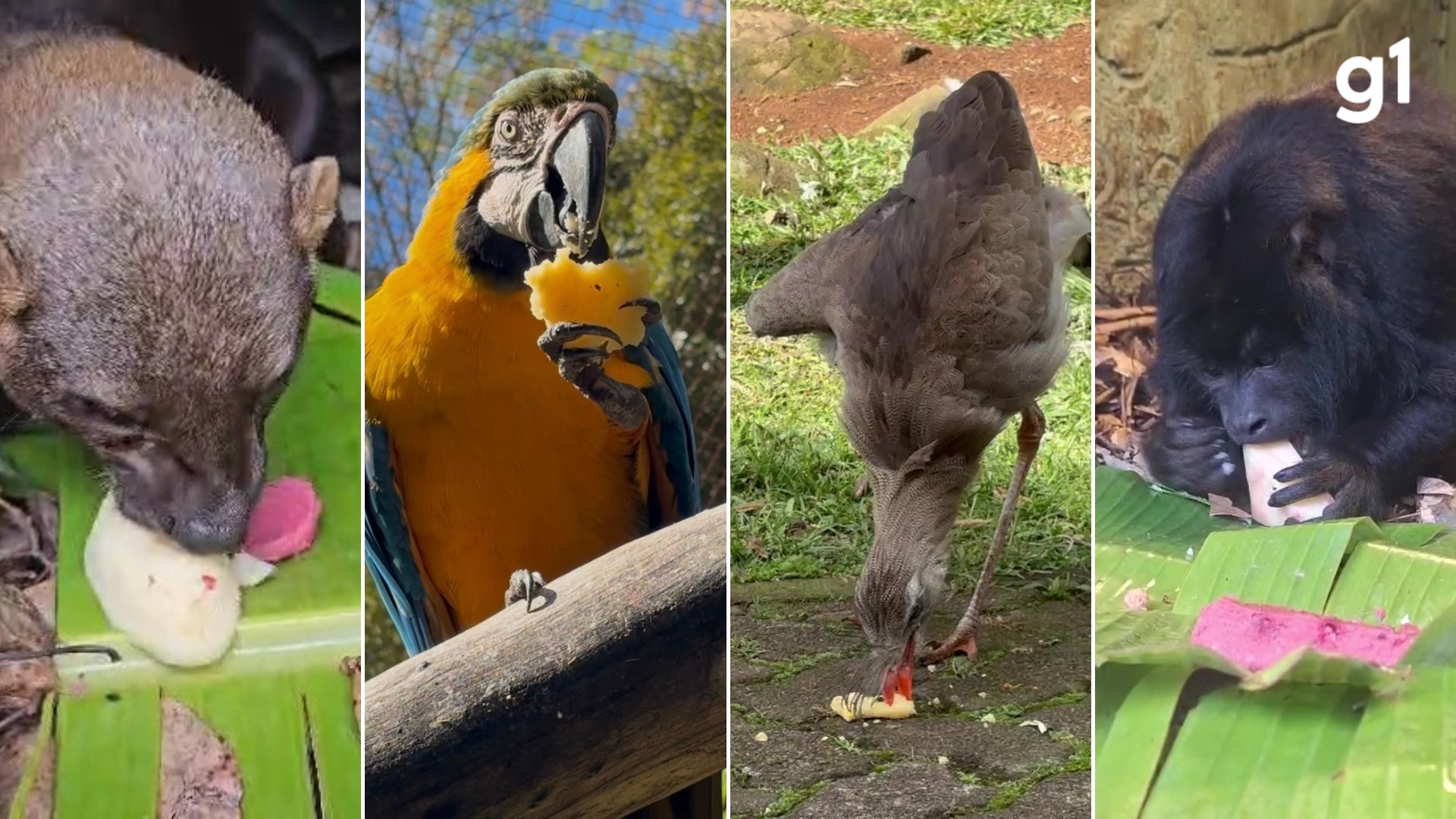VÍDEO: Com polenta, milho e pinhão, animais do zoológico de Gramado ganham 'jantar quentinho' para enfrentar o frio