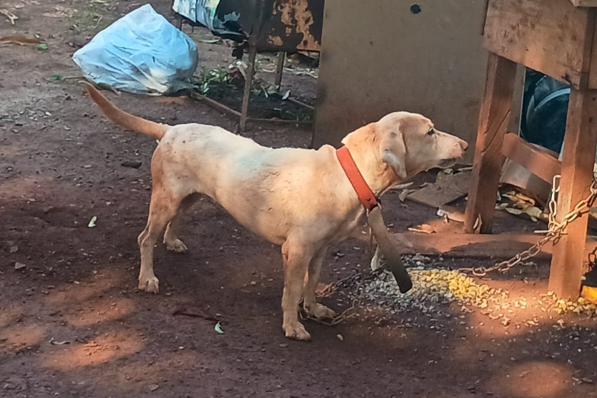 VÍDEO: Homem é preso por espancar cachorro em rua em Douradina (MS)