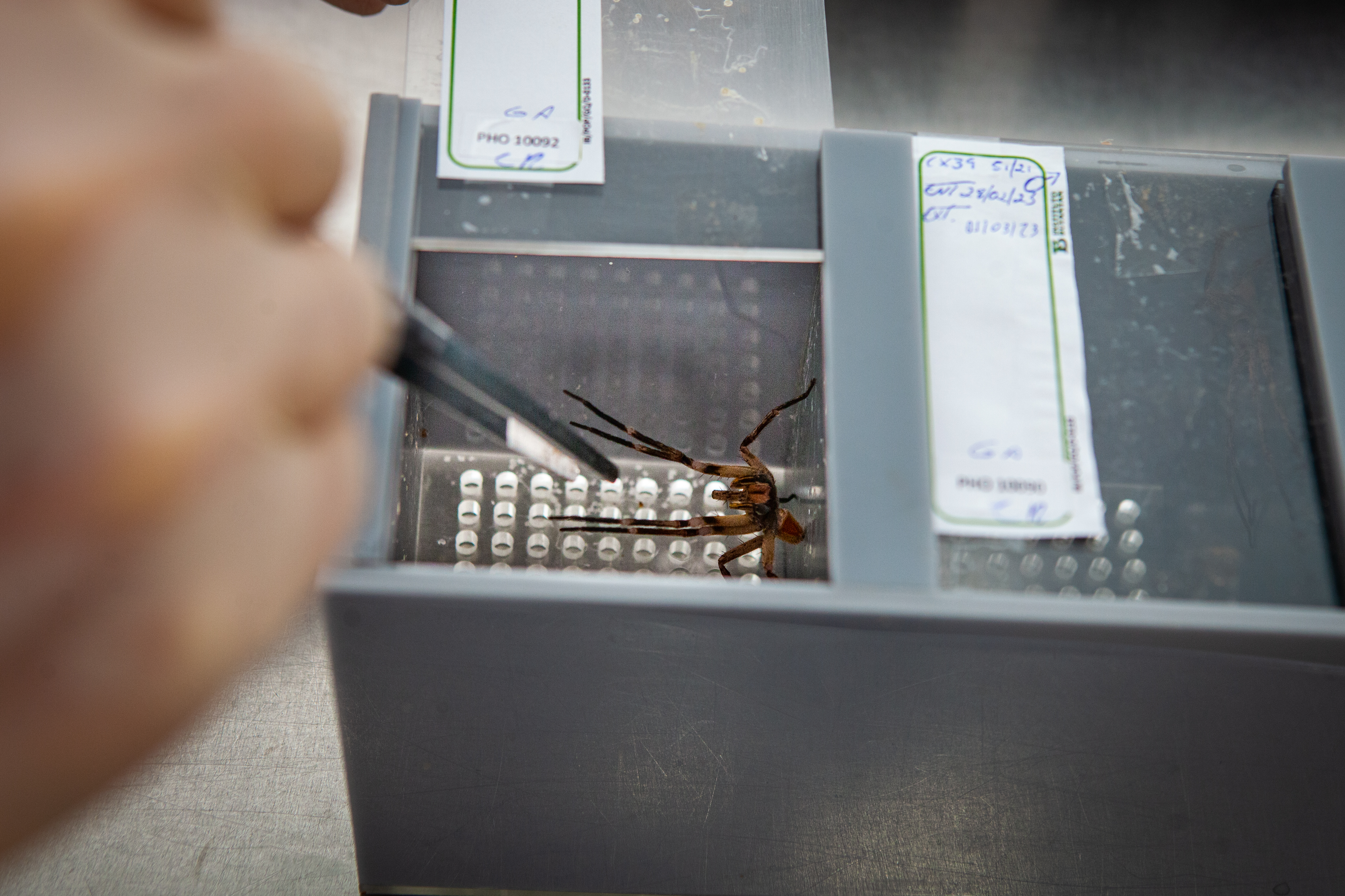 Saiba quais polos possuem soro antiofídico no Sul do Rio