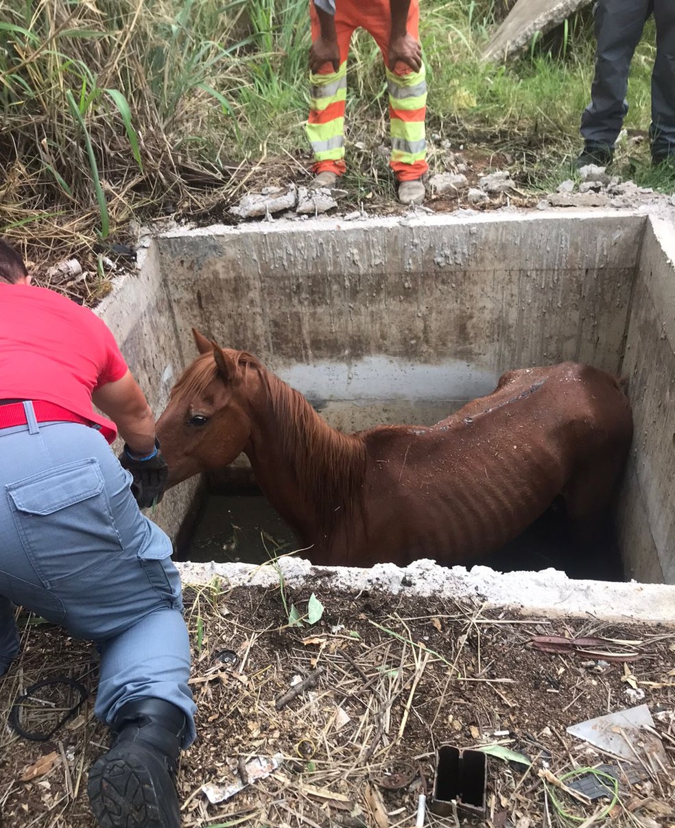 Prefeitura retira cavalo morto na encosta do Morro do Cantagalo, Rio de  Janeiro