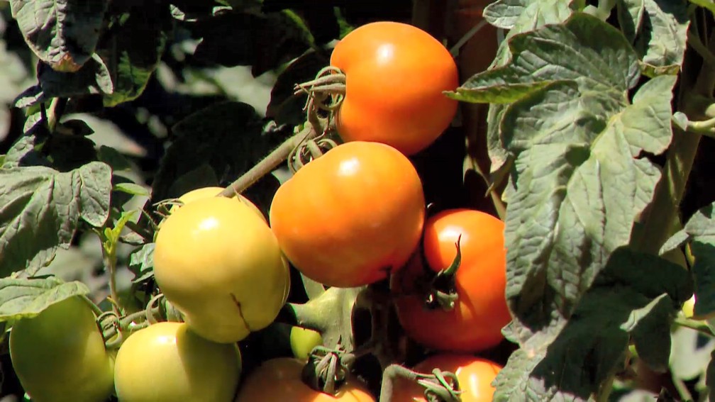 O tomate produzido em Venda Nova do Imigrante é exportado para o país inteiro — Foto: Reprodução/TV Gazeta