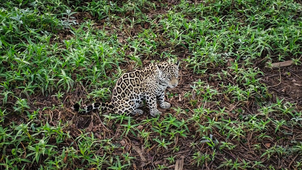 A onça-pintada é o maior felino das Américas — Foto: Gabriel Miranda Sampaio