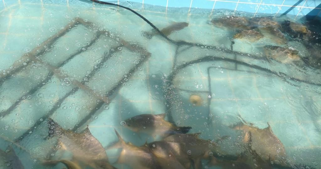 Fiscalização interdita comércio ilegal ao encontrar peixes dentro de piscina em Cuiabá