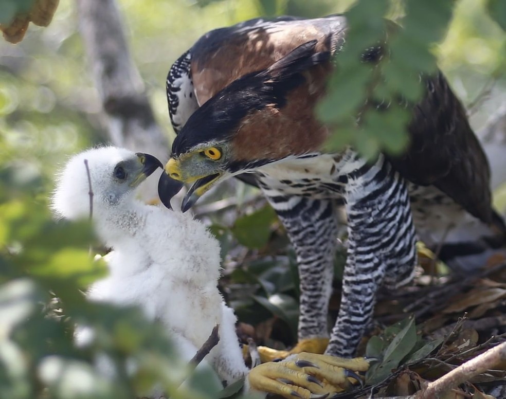 Gavião-de-penacho e filhote com 15 dias de vida em Cacoal, RO — Foto: Carlos Tuyama