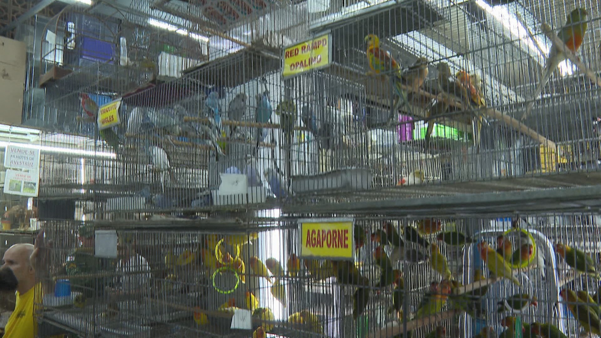 Câmara de BH aprova projeto que pode proibir venda de animais no Mercado Central