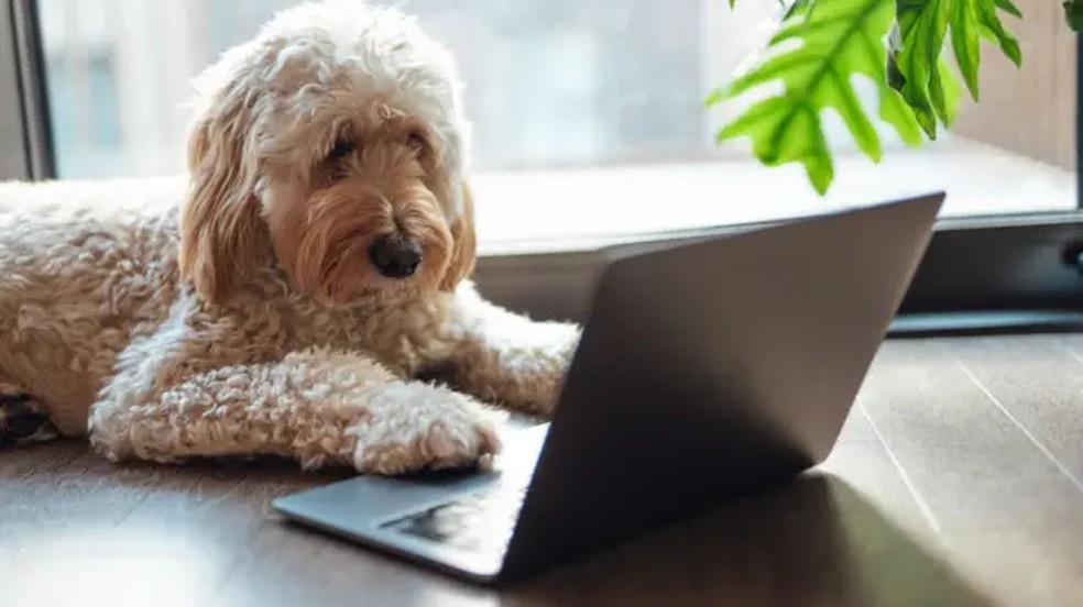 Ferramentas de inteligência artificial estão ajudando a compreender a língua dos animais — Foto: Oscar Wong via Getty Images