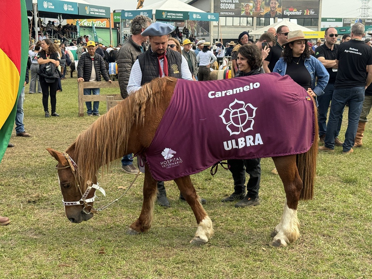 Abertura do Acampamento Farroupilha terá cavalo Caramelo e vítima da enchente conduzindo Chama Crioula