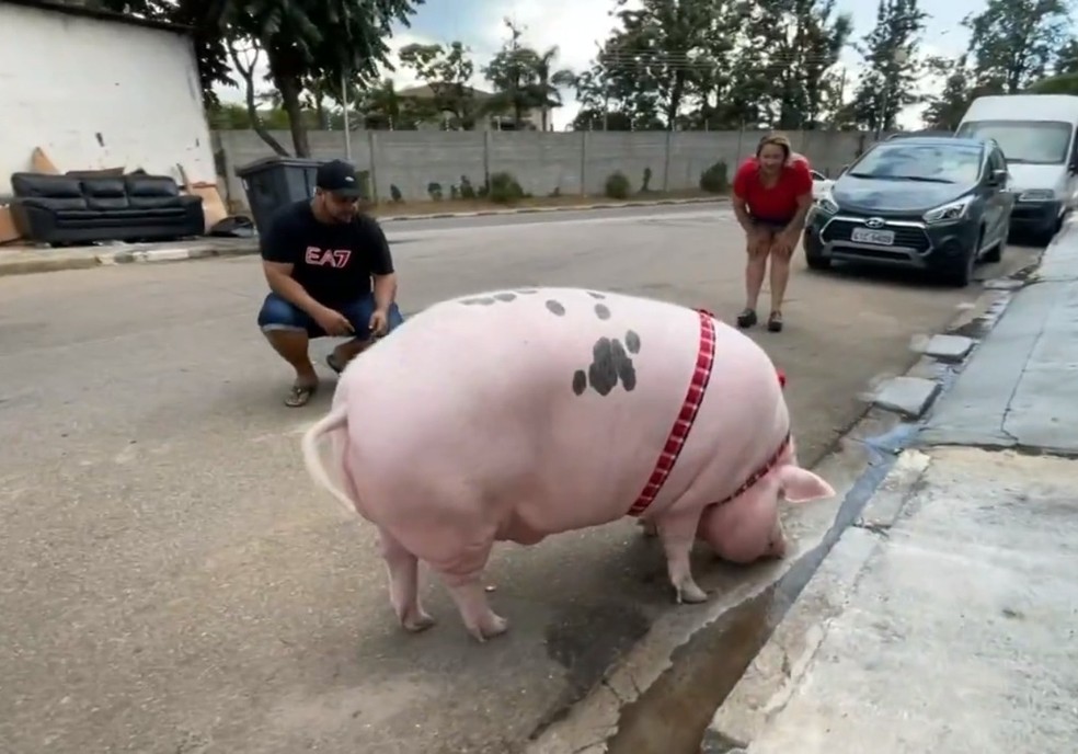 Para passear com o porco Tunico é necessário ter alguns cuidados — Foto: Reprodução/TV TEM