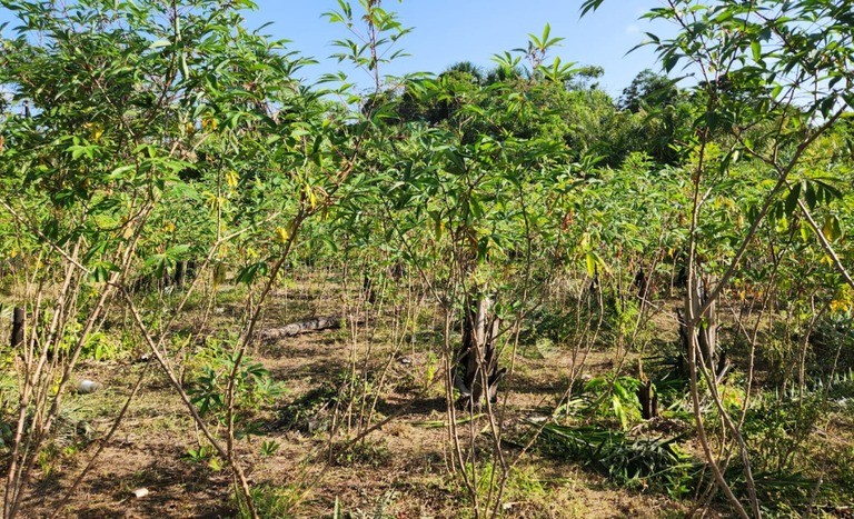 Ministério da Agricultura declara emergência por praga em plantações de mandioca no Amapá