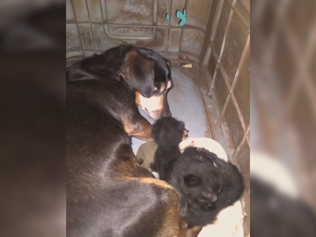 VÍDEO: Vira-lata abandonada no Paraná adota filhotes de gato