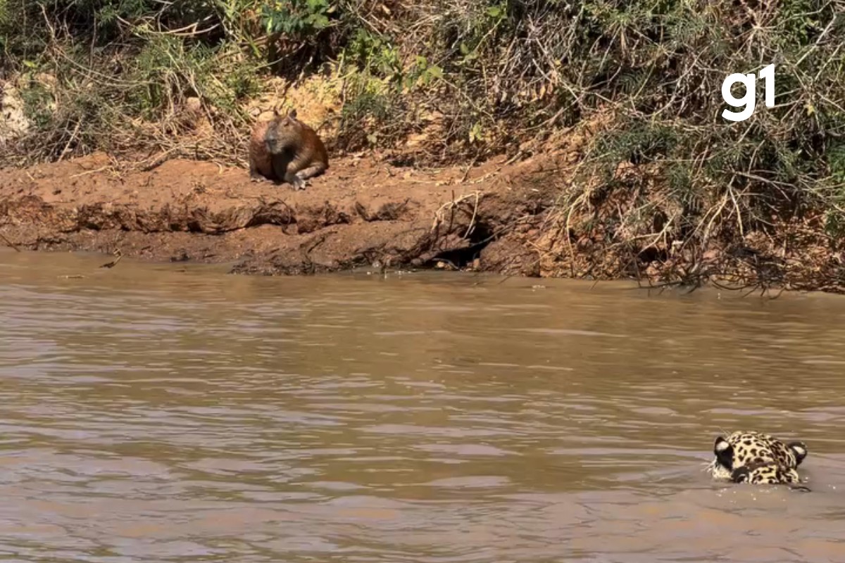 VÍDEO: capivara escapa de ataque de onça-pintada às margens de rio no Pantanal de MT