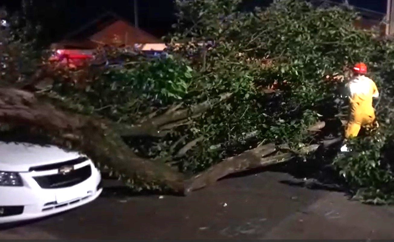 Árvore de grande porte cai sobre carro estacionado no bairro Nova Itália em Limeira 