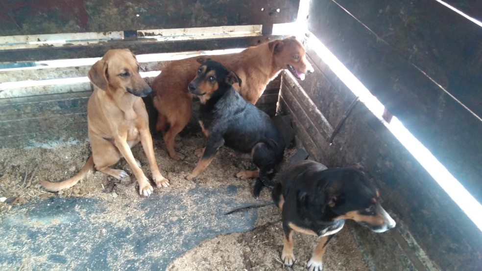 Mais de 90 animais em situação de maus-tratos são encontrados em ONG  irregular em Embu-Guaçu, na Grande SP, São Paulo
