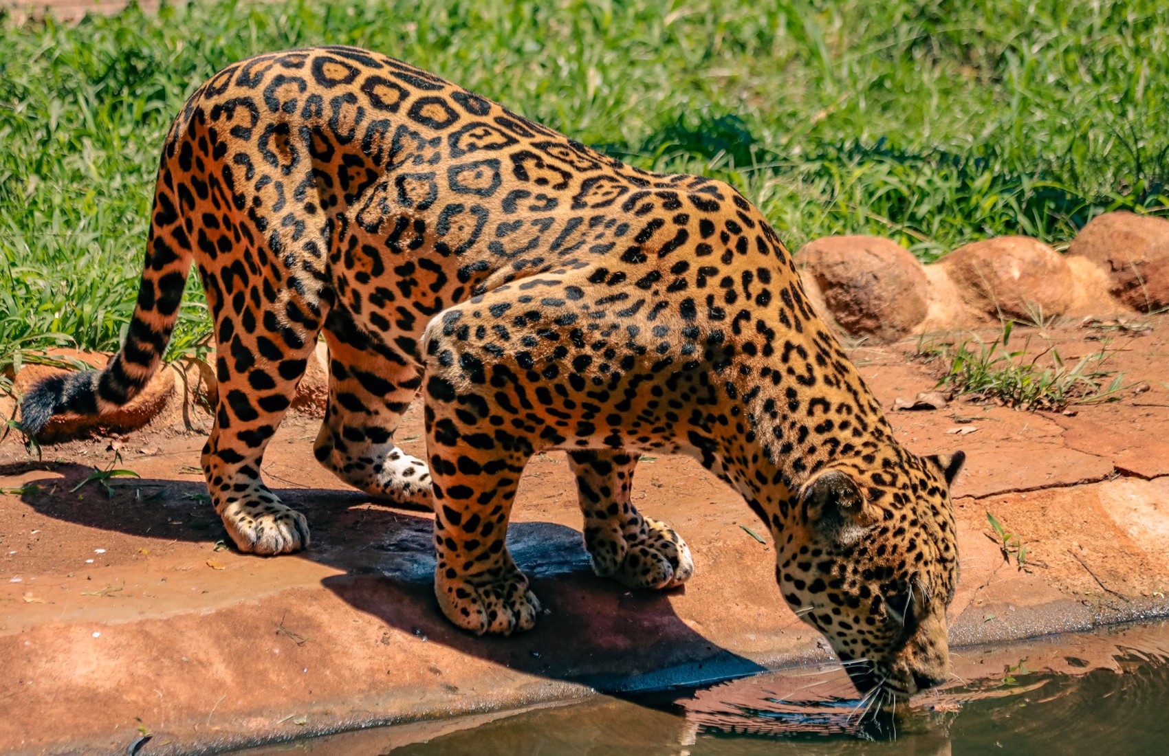 Bosque de Ribeirão Preto reabre após 2 meses fechado por causa de temporal e ganha nova onça