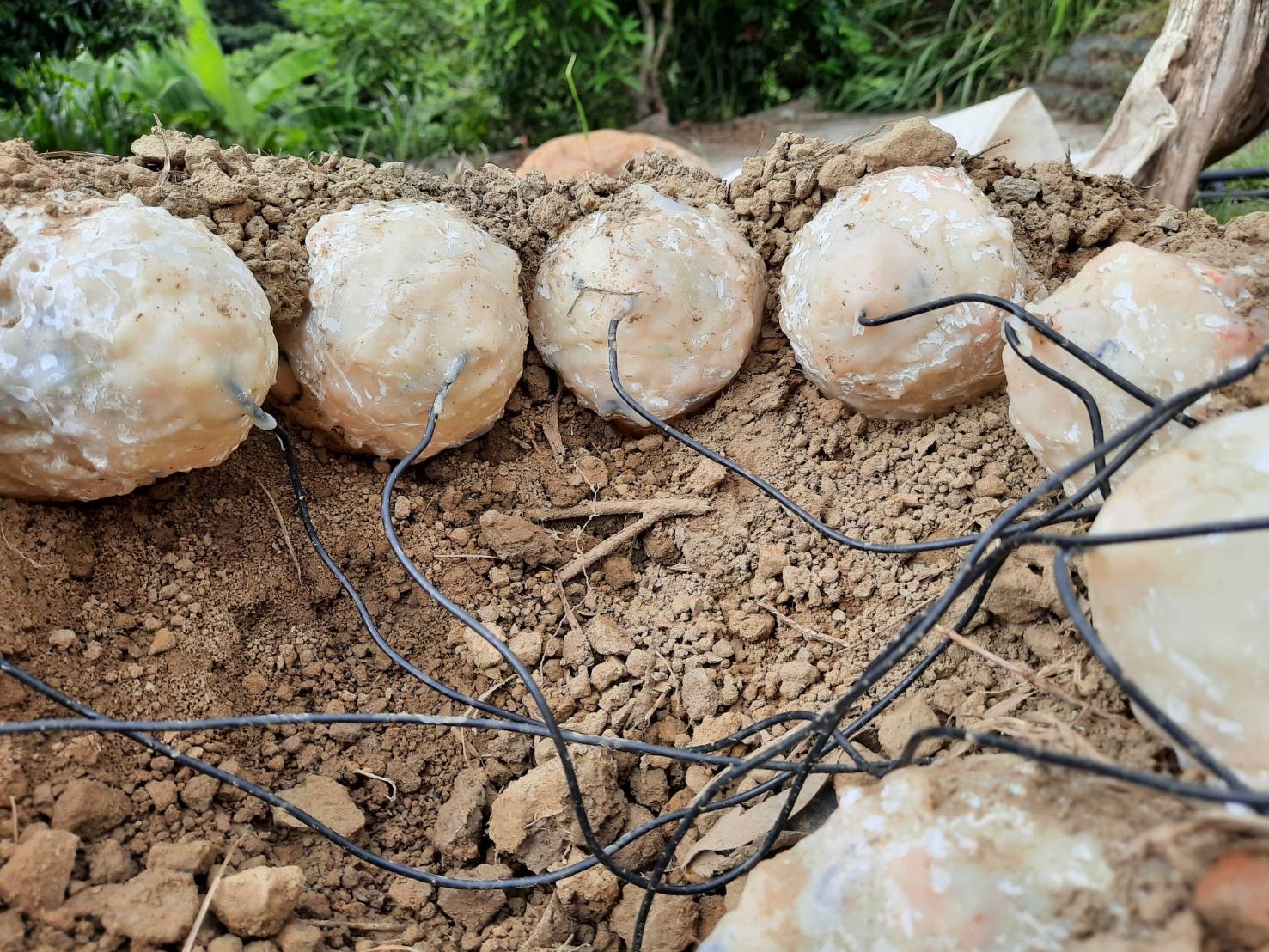 Cientistas reconstroem ninho de dinossauro e descobrem detalhe curioso sobre como ovos chocavam