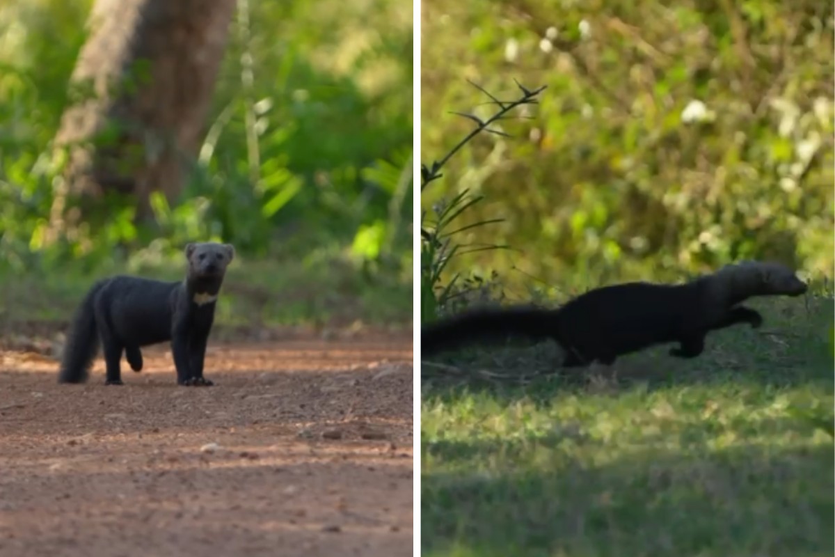 Fotógrafo registra momento raro de irara durante passeio no Pantanal de MS; veja vídeo