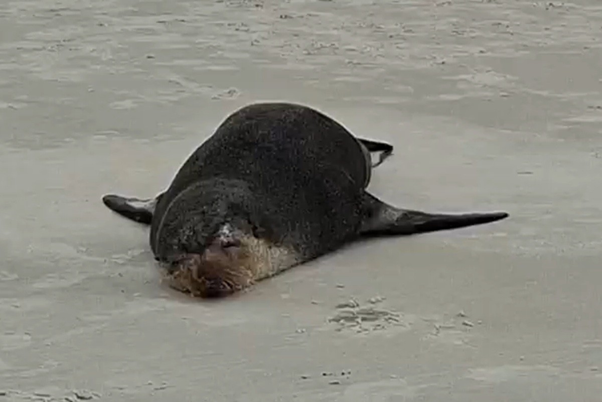 Lobo-marinho descansa na Praia das Dunas, em Cabo Frio