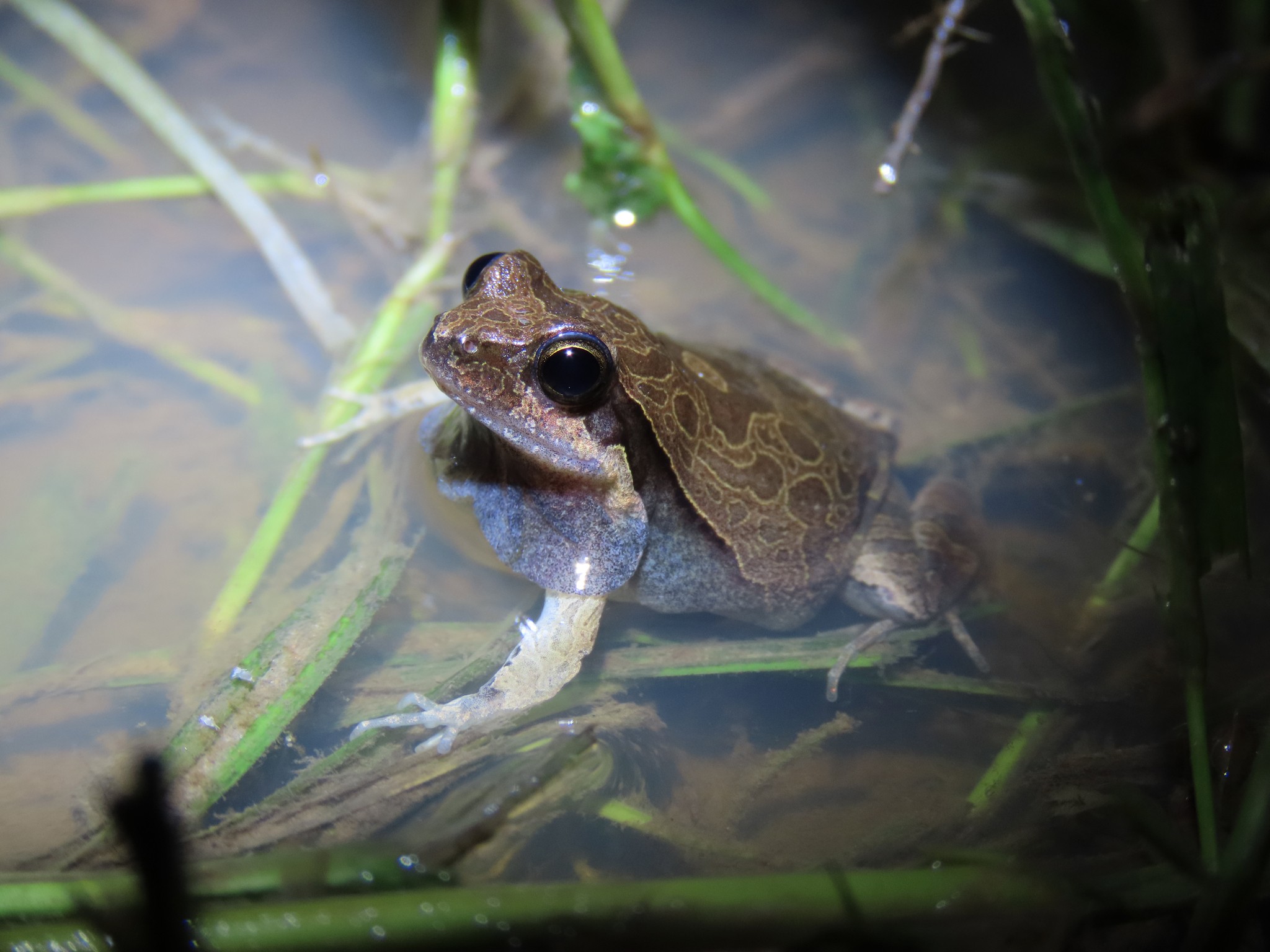 Fórmula 1: conheça a rã que 'imita' som dos carros de corrida