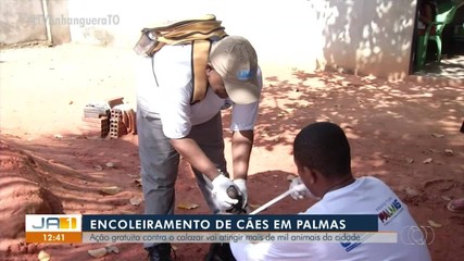 Encoleiramento de cães: ação gratuita contra o calazar vai atingir mais de mil animas