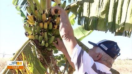 Saiba como agricultura familiar movimenta a economia e ajuda na circulação de produtos