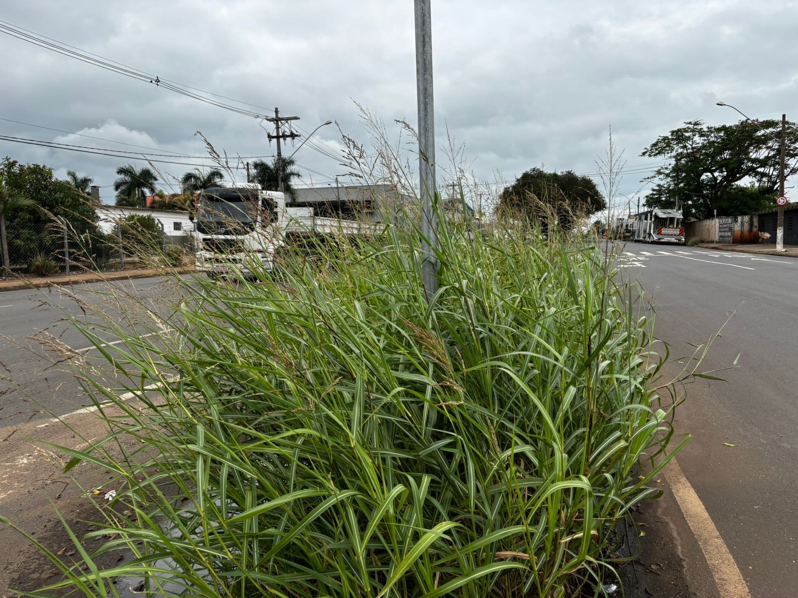 Sem zeladoria: UBS, praça e parque de Iracemápolis acumulam mato após prefeitura suspender contrato