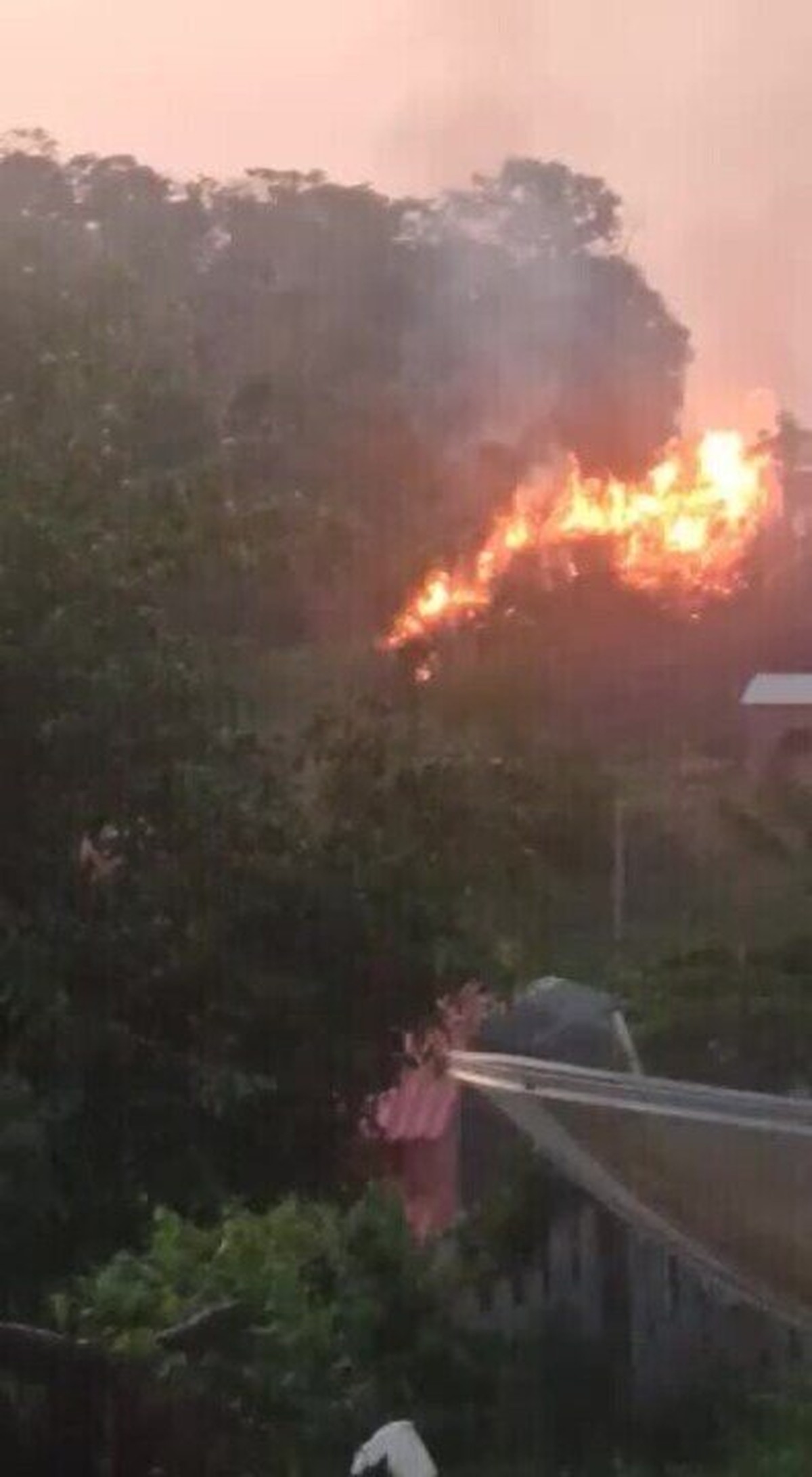 Vídeo mostra bicho-preguiça ferido tentando fugir de incêndio em mata no  Acre, Acre
