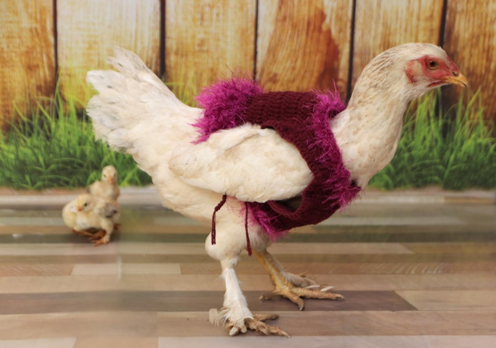 ‘Galinheiro fashion’: costureira do Ceará cria roupas para animais e transforma paixão em renda