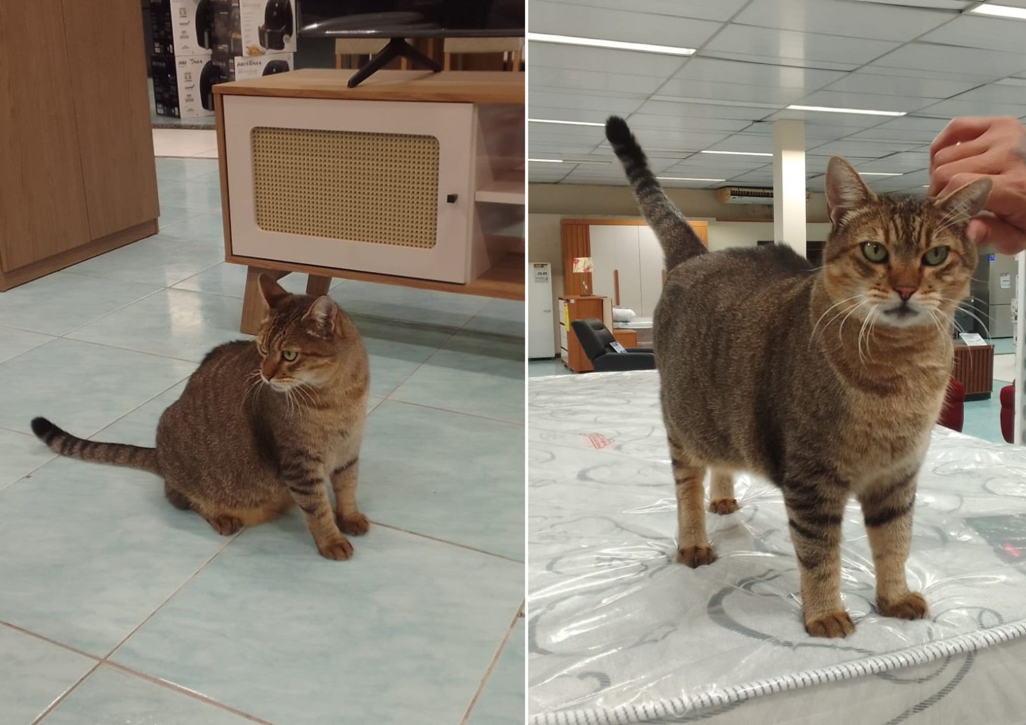 Gato 'mascote' de loja desaparece após comércio ser invadido e furtado no litoral de SP; VÍDEO
