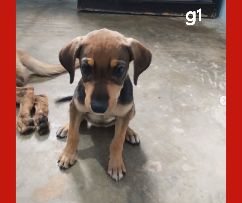 O filhote foi resgatado pela Associação de Protetores de Animais de Nobres — Foto: Reprodução