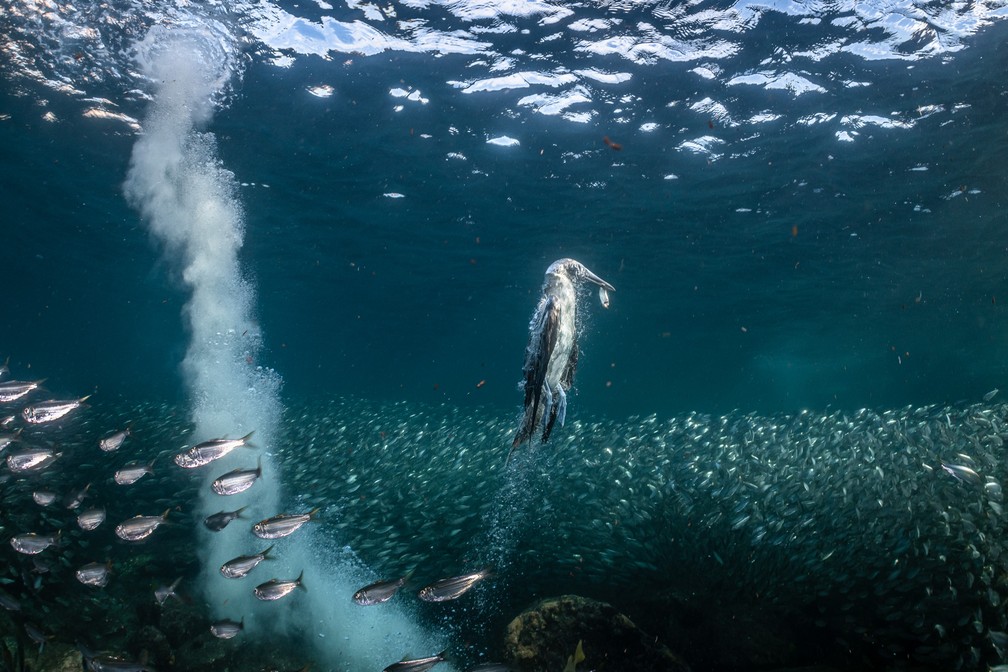 'Mergulho de pesca do patola-de-pés-azuis' - Levou prata na categoria Comportamento de Aves — Foto: Henley Spiers/Bird Photographer of the Year