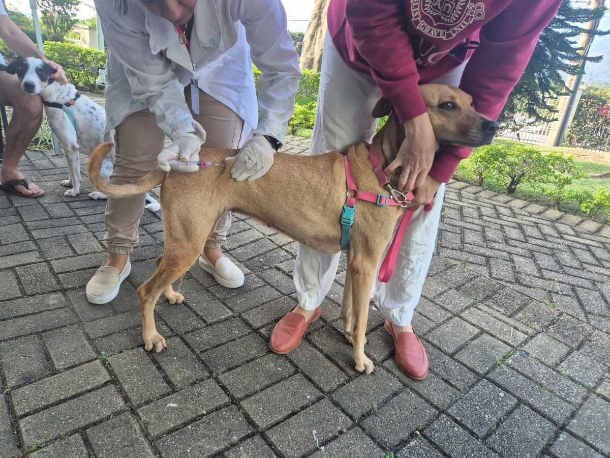Cidades do Noroeste Fluminense recebem vacinação gratuita para cães e gatos