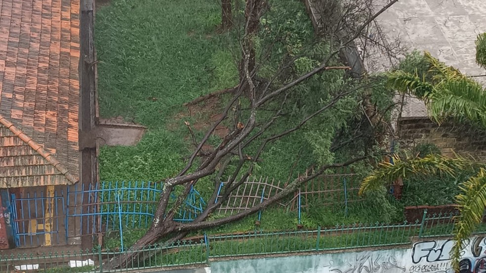 Queda de árvore provocou apenas danos materiais — Foto: Corpo de Bombeiros/Divulgação