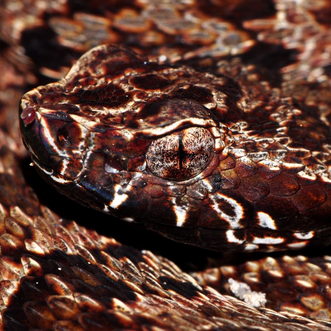 Conheça as serpentes mais venenosas da Amazônia