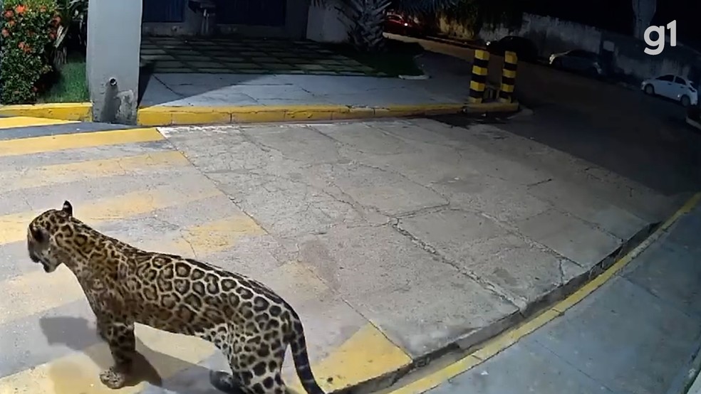 Onça é flagrada tentando entrar em condomínio em Imperatriz — Foto: Reprodução/Redes sociais