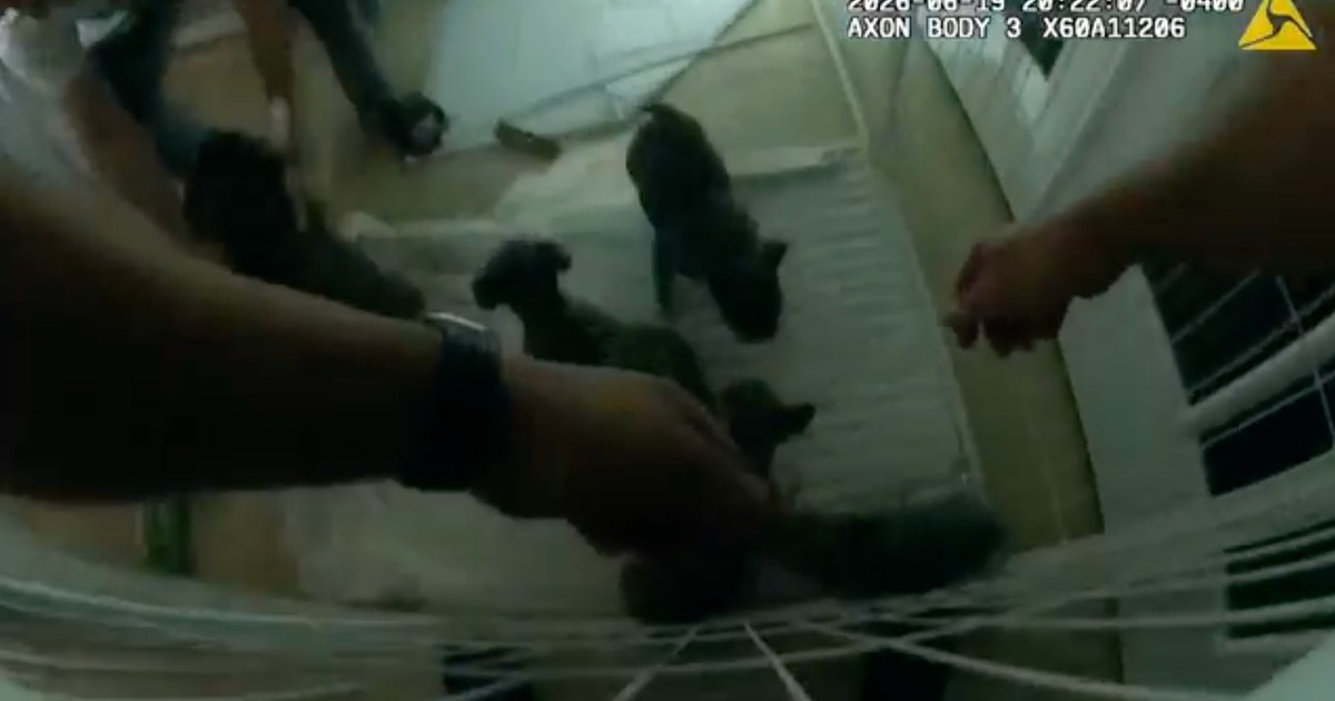 Câmera corporal filma policiais salvando filhotes de casa em chamas nos EUA; veja vídeo