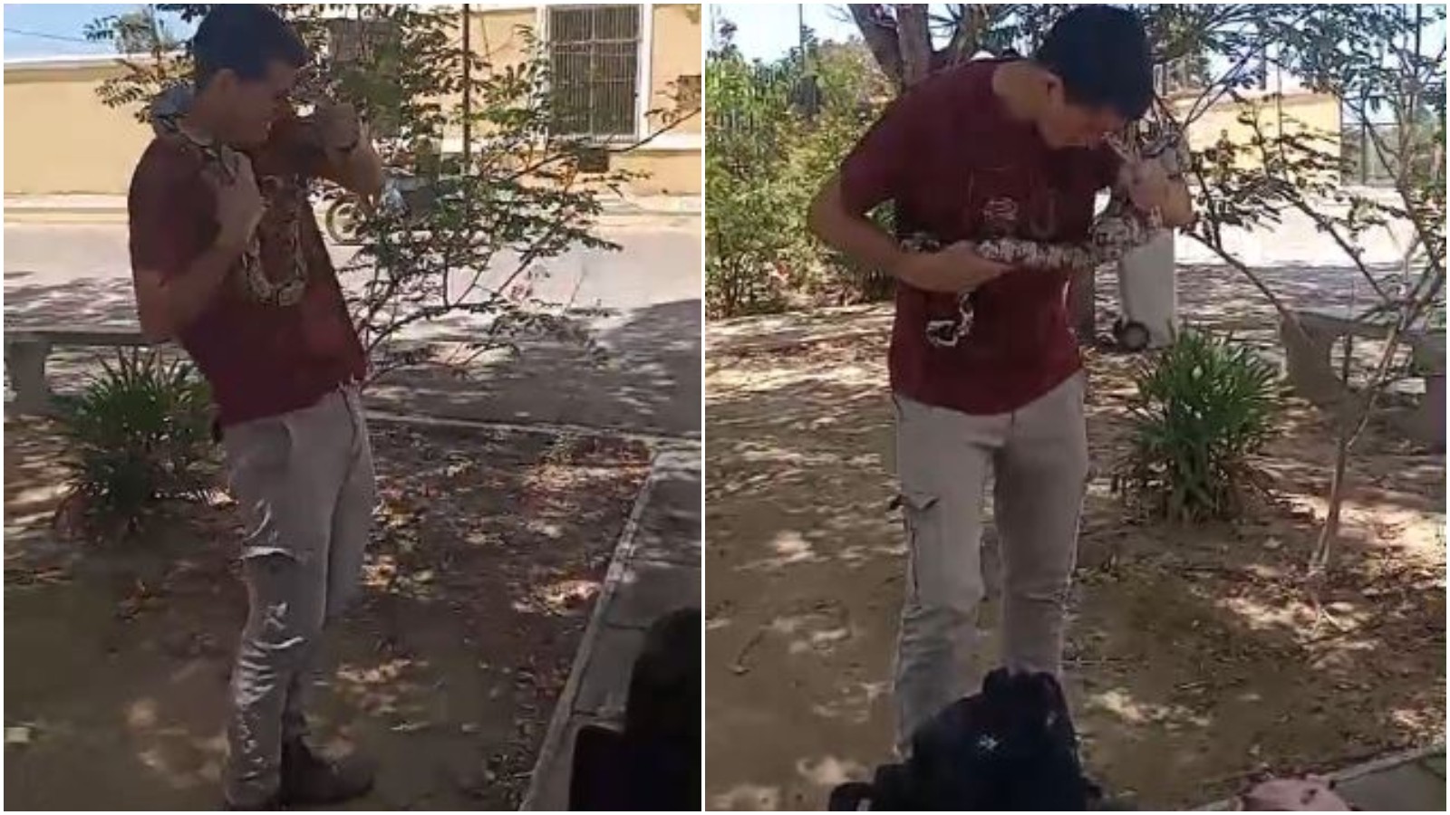 Vídeo: Jiboia morde e se agarra a rosto de aluno em universidade no Ceará