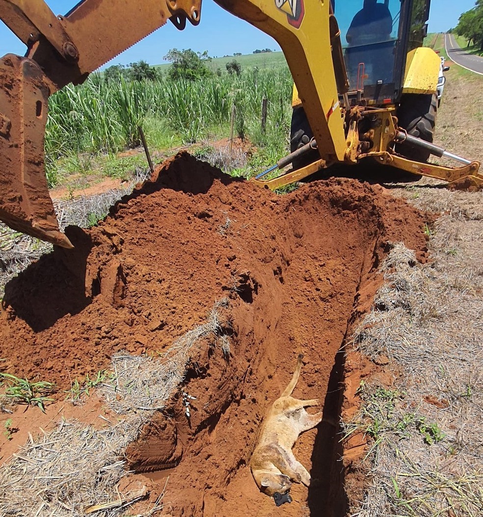 Onça-parda morre atropelada em estrada vicinal, em Presidente Epitácio (SP) — Foto: Polícia Ambiental
