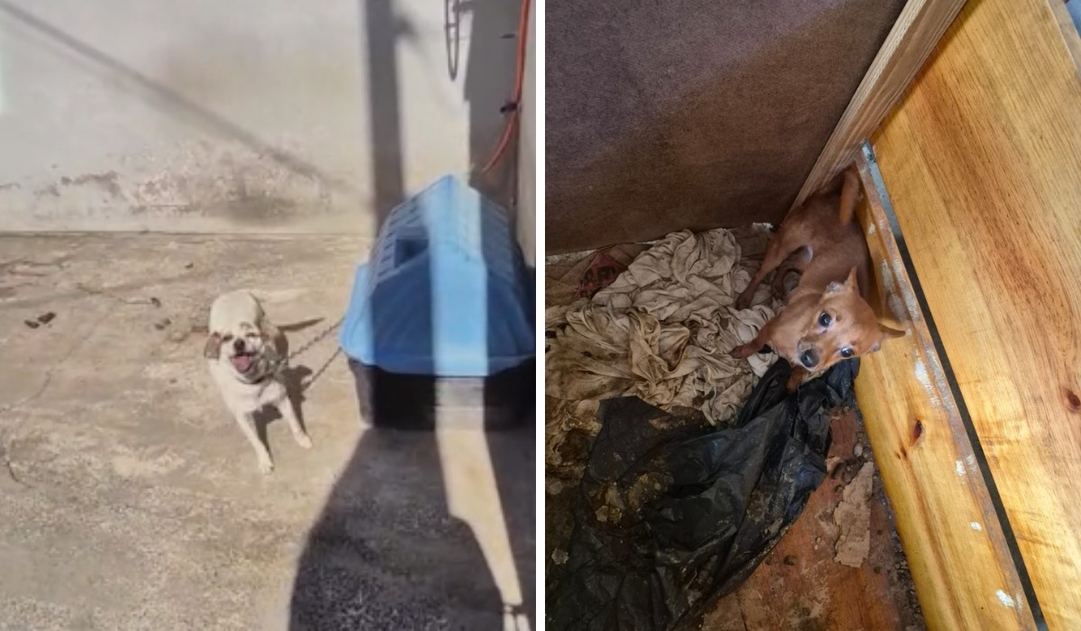 Mulher é presa em flagrante por maus-tratos a dois cães em Campinas