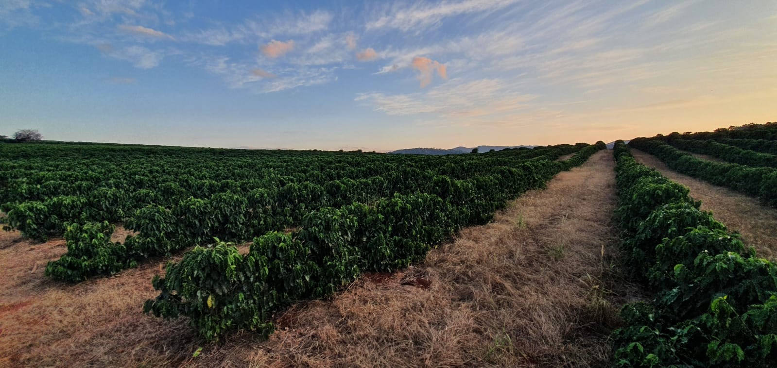 Cafeicultura tem potencial para sequestrar carbono por 15 anos, aponta estudo