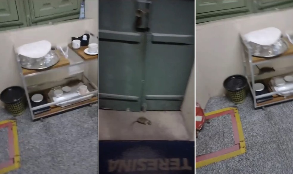Ratos são flagrados andando sobre xícaras na Prefeitura de Teresina — Foto: Reprodução