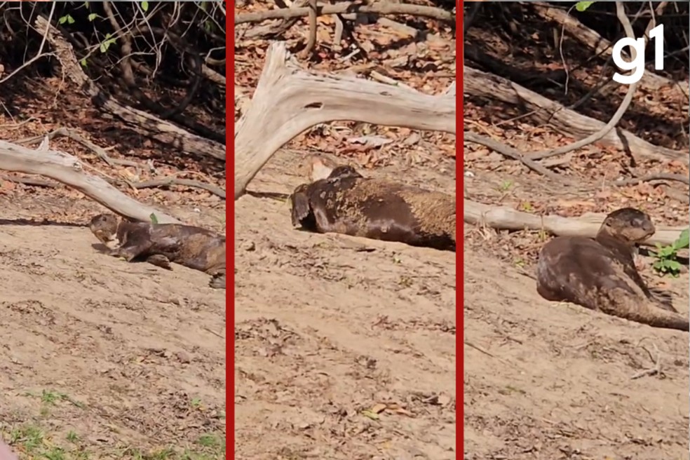 Dupla de ariranhas é flagrada brincando na areia durante momento de descanso em Poconé (MT). — Foto: Milca Zucchi